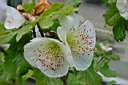 eucryphia glutinosa 2.JPG